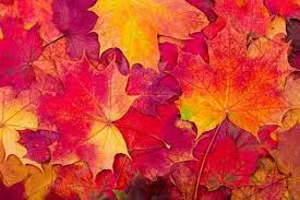 Prune Harris - Autumn Energetics - Alchemy and Transformation