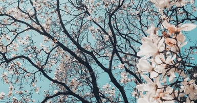 Prune Harris - Spring Energetics - Release Your Radiance