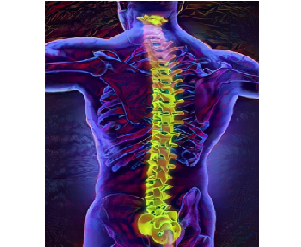Sapien Medicine - Project Kundalini Vibration