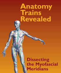 Thomas Myers - Anatomy Trains Revealed Dissecting the Myofascial Meridians